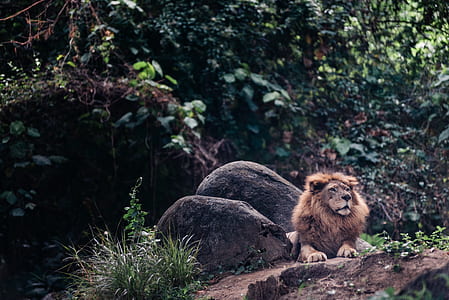 lion lying between two stones thumbnail