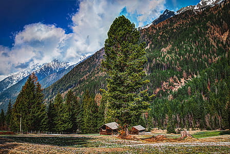 Photography of Fir Trees on Mountains thumbnail