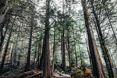 tall green trees thumbnail