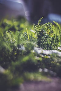 closeup photo of green leafed plant thumbnail