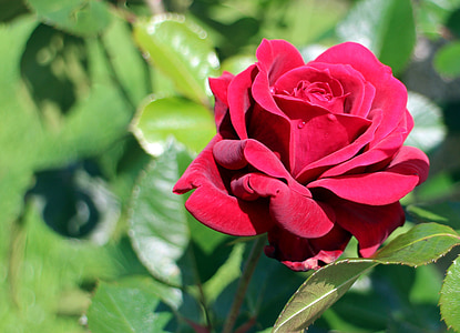 selective focus photography of red rose flower thumbnail
