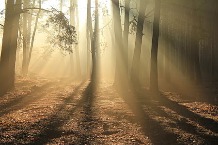 silhouette of bare trees during sunrise thumbnail