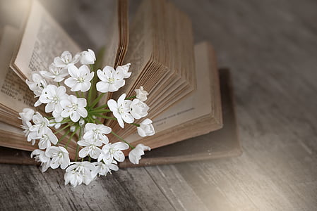 white flower on bible book thumbnail