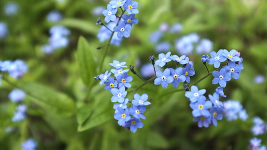 blue petaled flower thumbnail