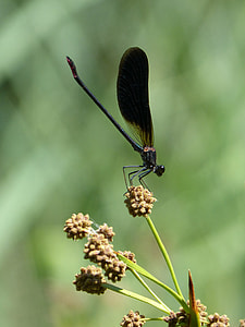 Calopteryx Haemorrhoidalis thumbnail