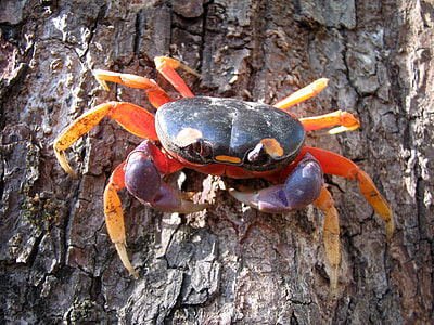 Halloween moon crab - Gecarcinus quadratus thumbnail