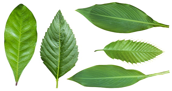 five assorted-shape-and-type of leaves thumbnail