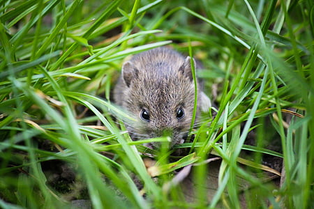 gray rat on grass thumbnail