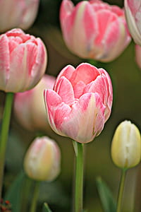 tulips, flowers, spring, plant, flora, nature thumbnail