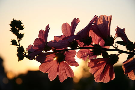 pink petaled flowers thumbnail