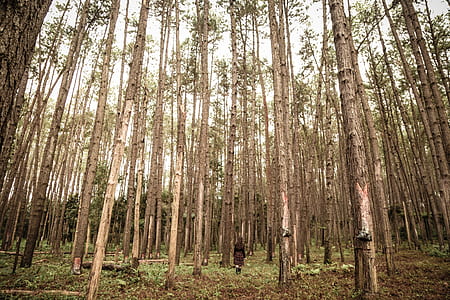 forest trees under cloudy sky during daytime thumbnail