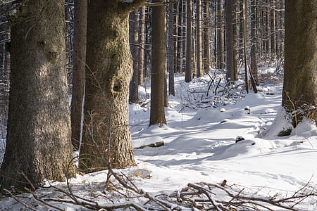 snow, nature, trunks, forest thumbnail