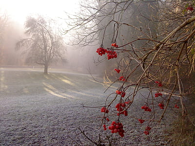 round red fruits near bare tree at daytime thumbnail