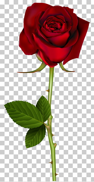 Rose Red , Red Rose Transparent , red rose illustration PNG clipart
