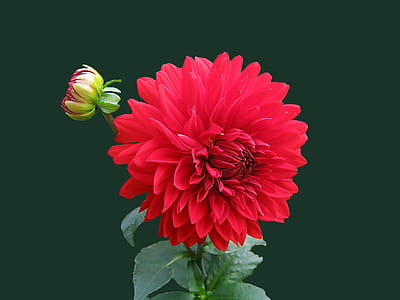 Red Dahlia Flower thumbnail