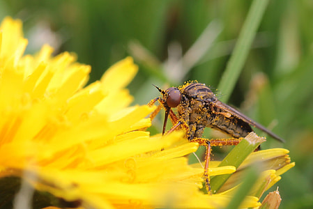 Fly, Reddish Brown Dance Fly thumbnail