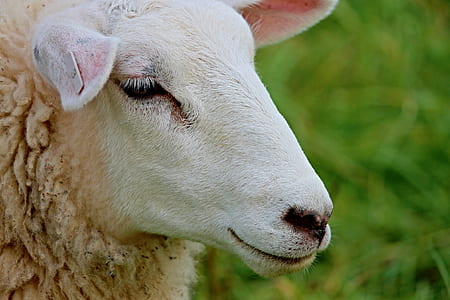 photo of white sheep thumbnail