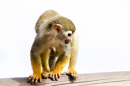 brown monkey on brown wood thumbnail