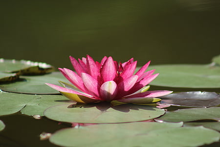 photo of purple lotus flower on lilypad thumbnail