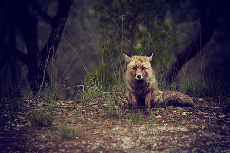wildlife photography of brown and white wolf thumbnail