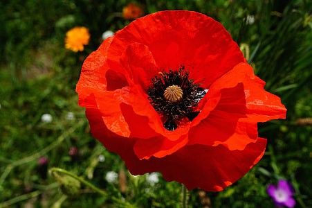 shallow focus photography of red flower thumbnail