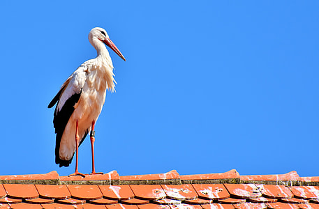 White Stork perching on roof top thumbnail