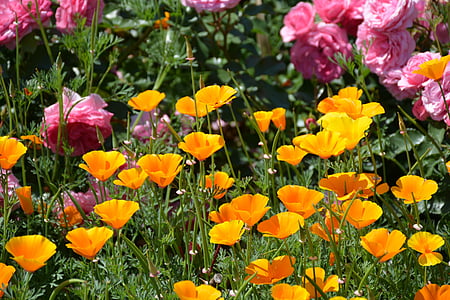 yellow flowers thumbnail