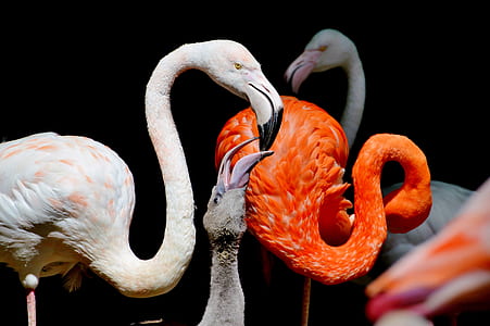 four pink flamingos against black background thumbnail