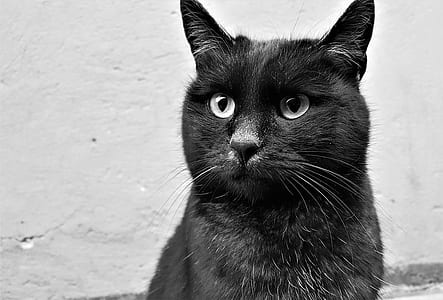photo of black cat thumbnail