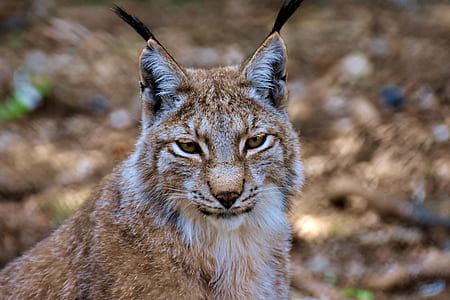 brown lynx thumbnail