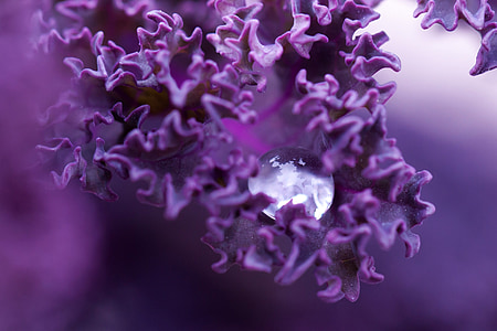 droplet, plant, flora, leaf, liquid, nature thumbnail