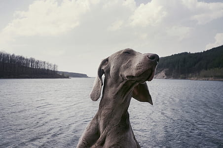 adult blue weimaraner thumbnail