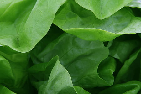 green leaves thumbnail