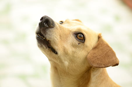 selective focus photography of yellow Labrador retriever puppy thumbnail