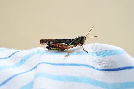 nature, summer, animal, blur thumbnail