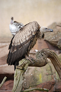 wildlife photography of vulture on tree branch thumbnail