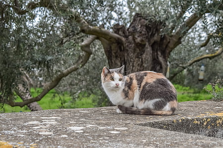 calico cat on concrete surface thumbnail
