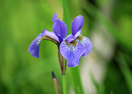 selective focus photo of purple iris flower thumbnail