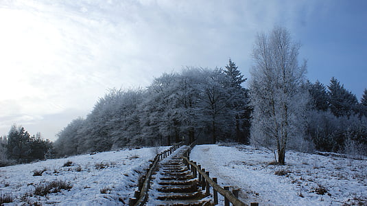 gray wooden fence near tree coated with snow thumbnail