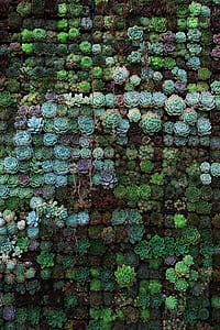 aerial view of green succulent plants thumbnail