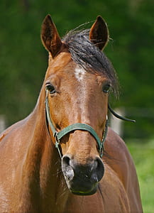 brown horse thumbnail