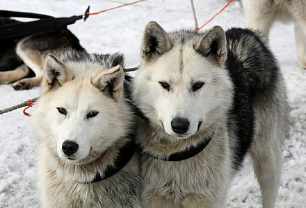 photo of two white-and-black wolves thumbnail