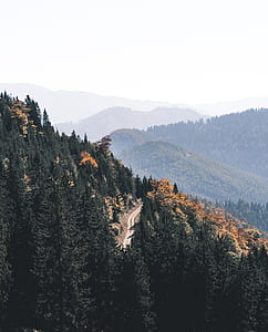 Landscape photography of spruce trees thumbnail