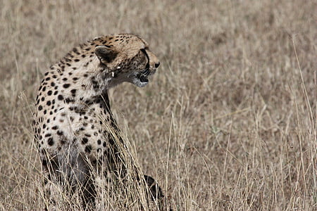 tilt shift lens photo of leopard thumbnail