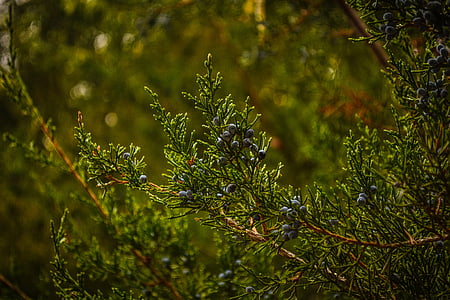 green-leafed plant thumbnail