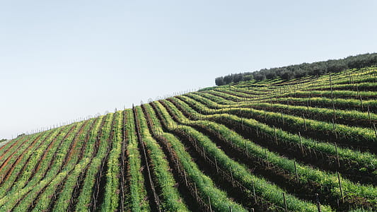 photography of vineyard thumbnail