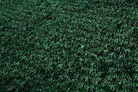 green leafed plant field thumbnail