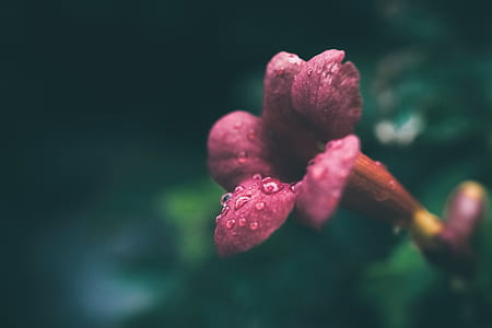 pink trumpet creeper flower close-up photography thumbnail