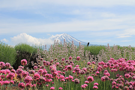 pink flower garden during daytime thumbnail