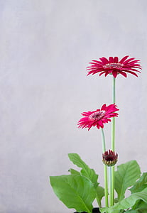 pink flowers thumbnail